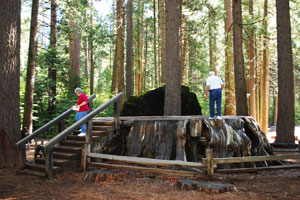 stump at Big Trees State Park, CA