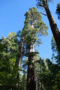 Tall sequoia in North Grove of Big Trees State Park, CA