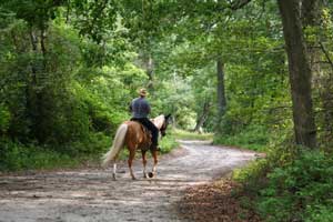 horseback rider on forest trail