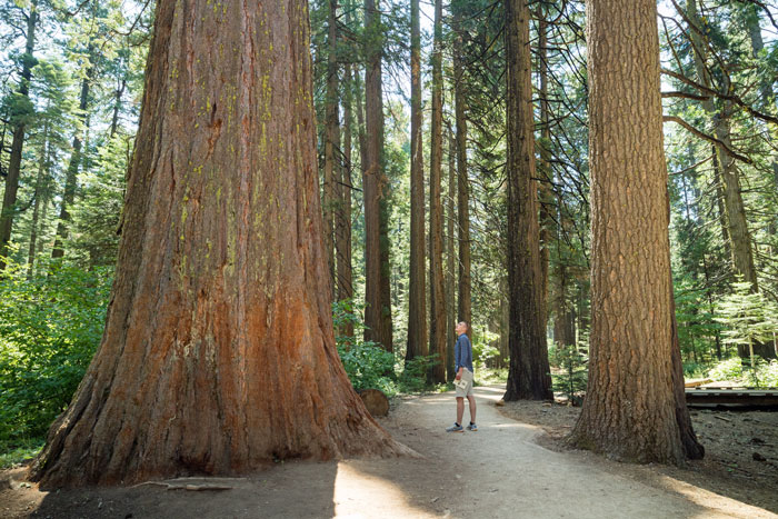 Calaveras Big Trees State Park, Calaveras County, California