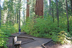 North Grove Trail, Calaveras Big Trees State Park, CA