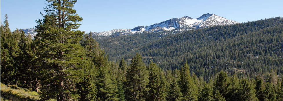 Stanislaus National Forest near Ebbetts Pass, California